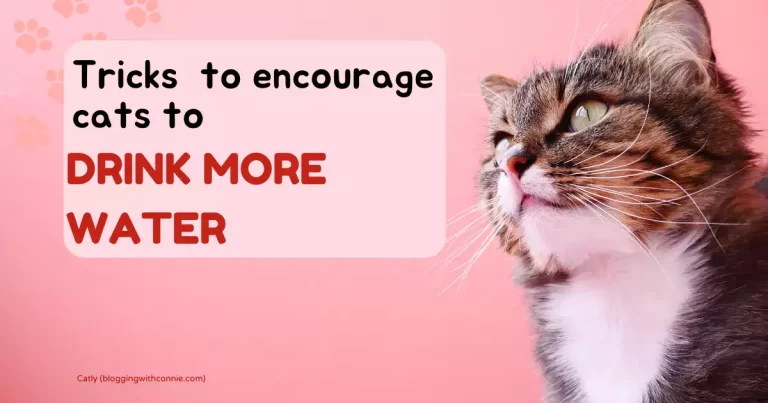16 Tricks to Encourage Cats To Drink More Water: The Importance of Water in a Cat’s Diet
