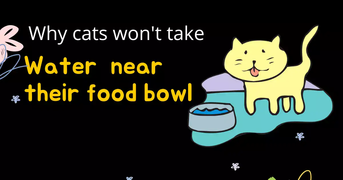 Why Cats Refuse to Drink Water Near Their Food