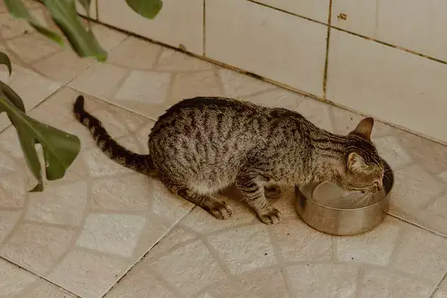 do cats like cold water