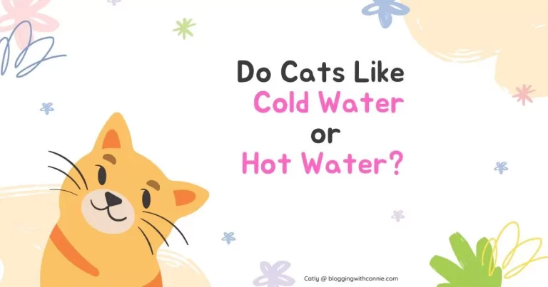 Do Cats Like Cold Water or Hot Water?