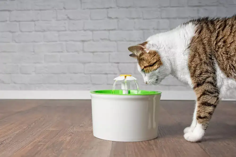 Cats Can Drink More Water With a Fountain