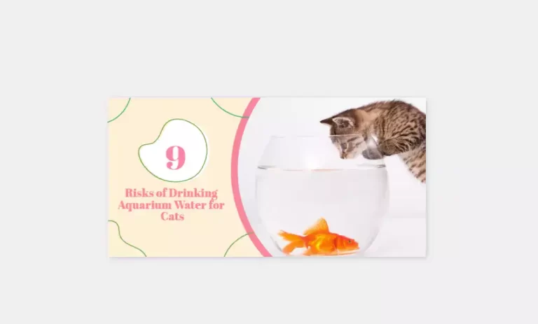 Can Cats Drink Aquarium Water? Is Drinking Fish Tank Water Safe?