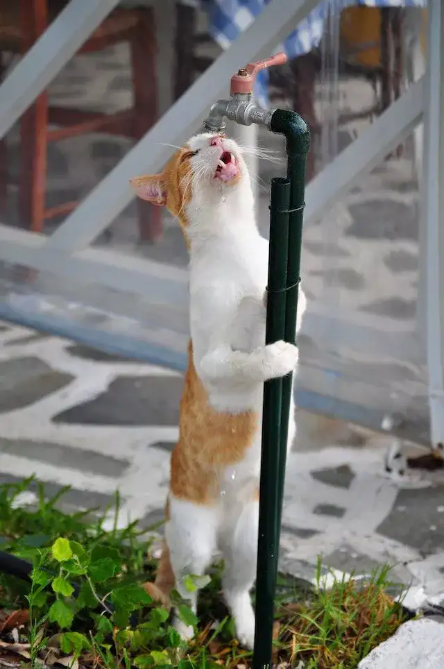 Picture cat drinking water from a tap