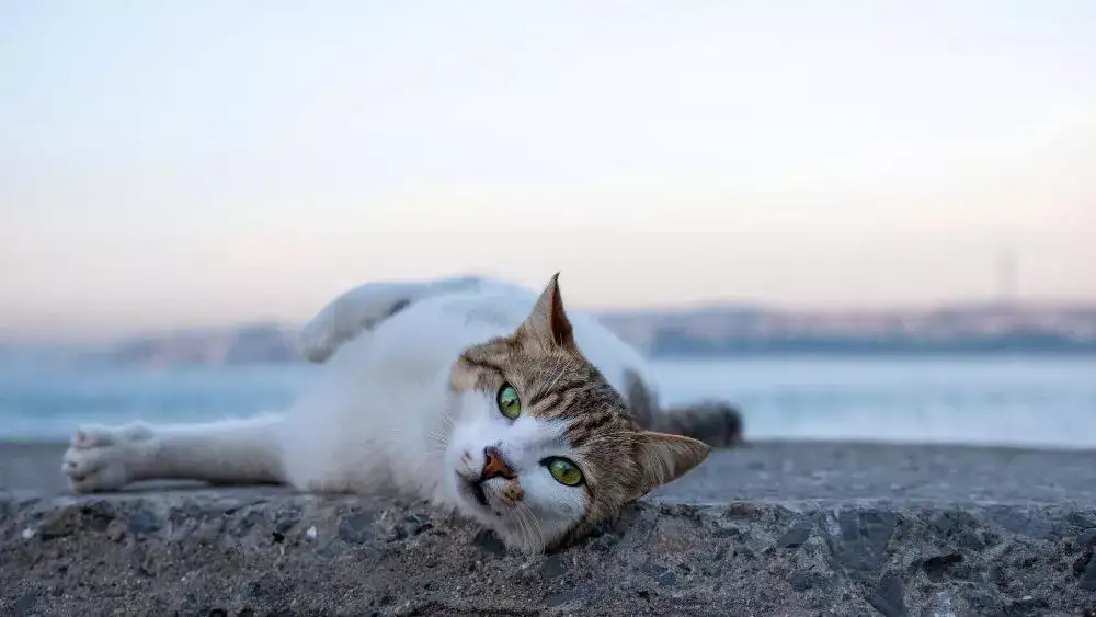 Can Cats Live Off Seawater