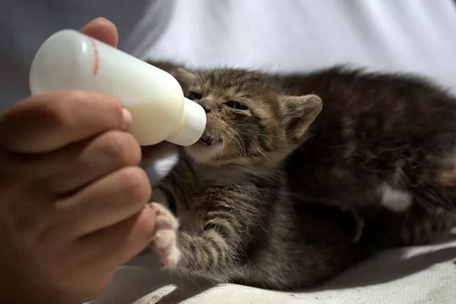 Can kittens drink baby milk