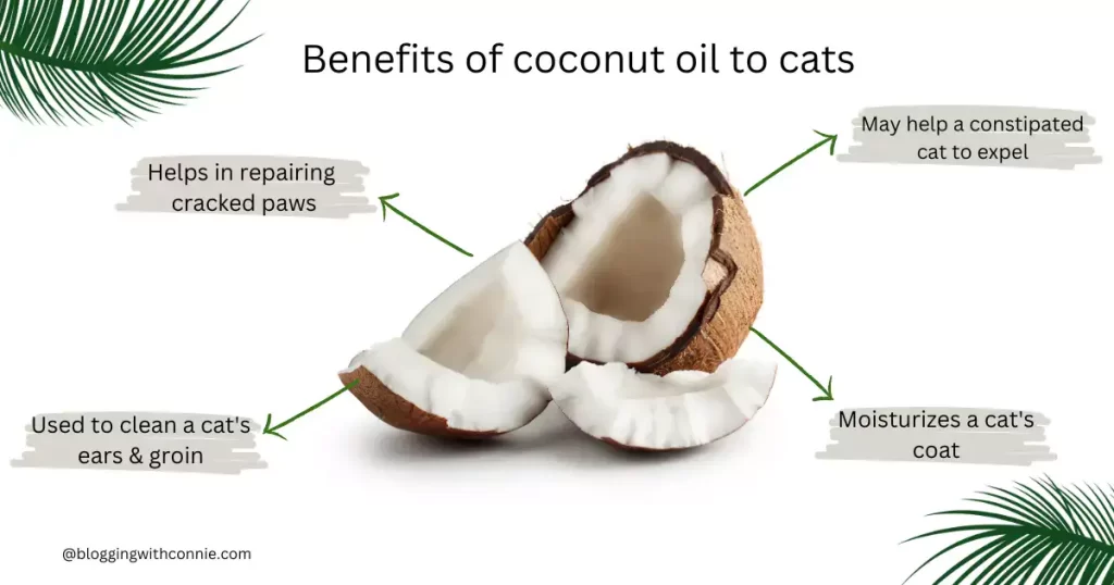 Can Cats Drink Coconut Oil