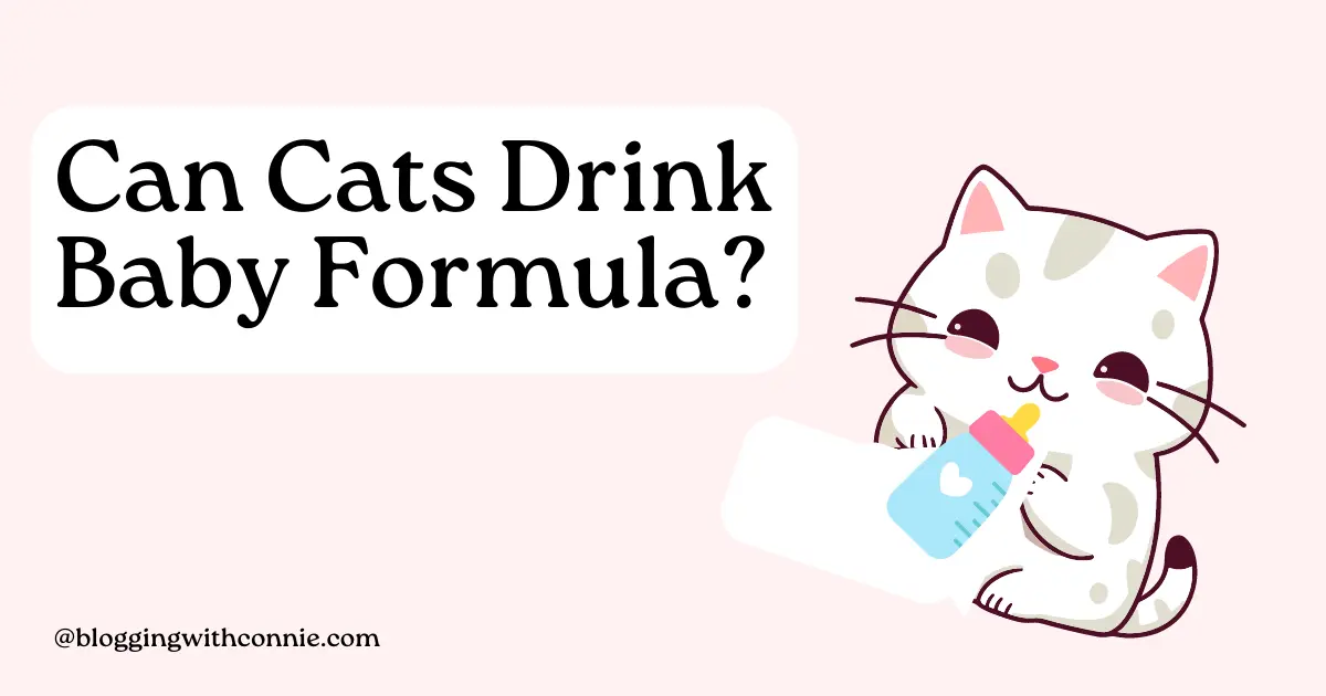 Can cats drink baby formula