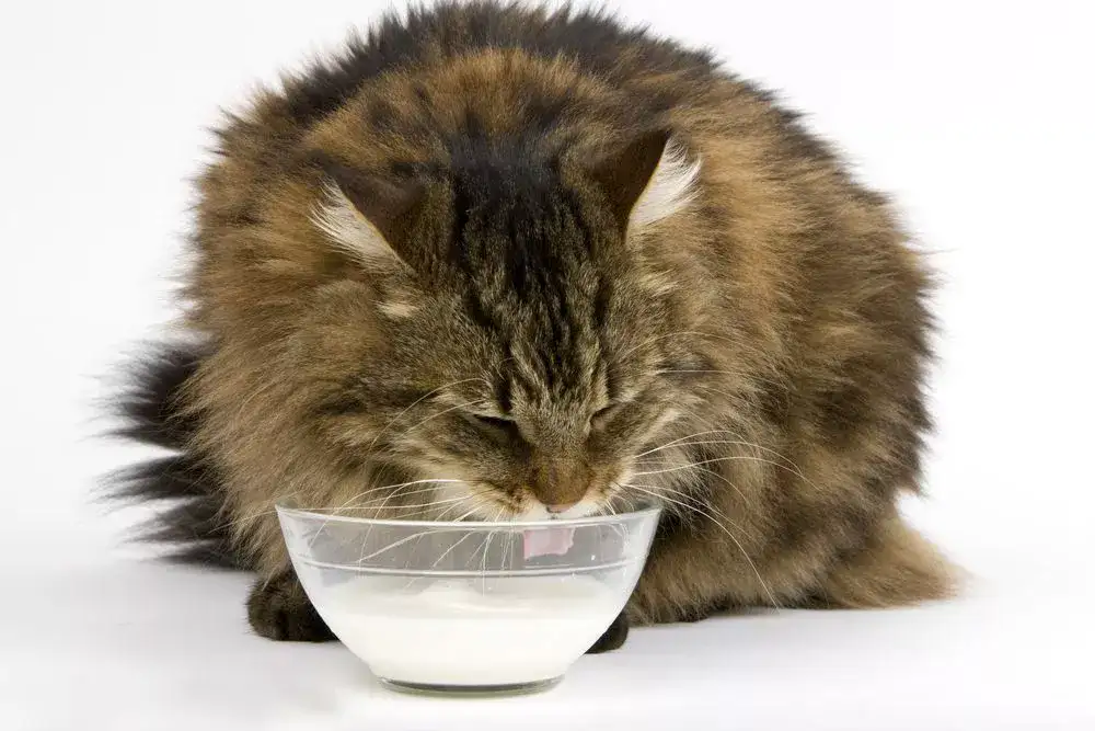 adult cats drink human baby formula