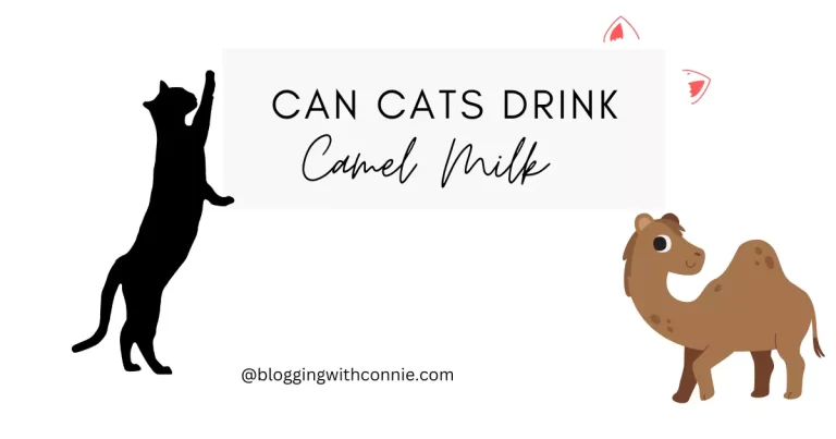Can Cats Drink Camel Milk? Discover Fascinating Benefits of Camel Milk
