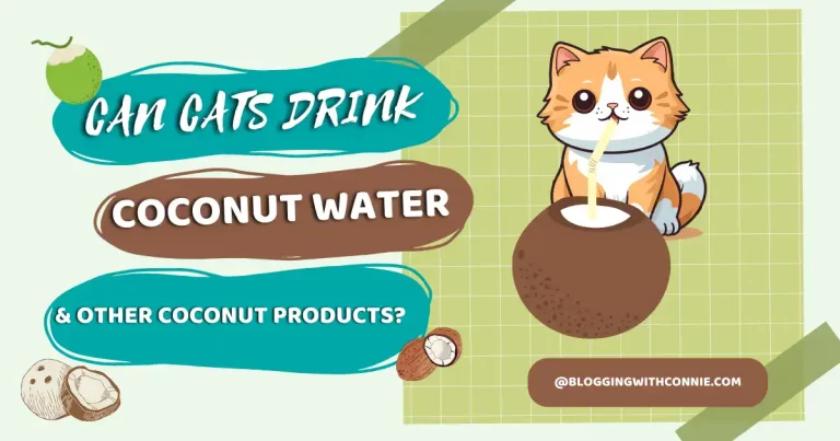 Why Cats Can Drink Coconut Water and Eat Coconut