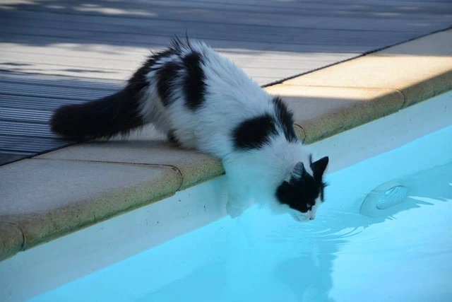 Risks of cats drinking pool water