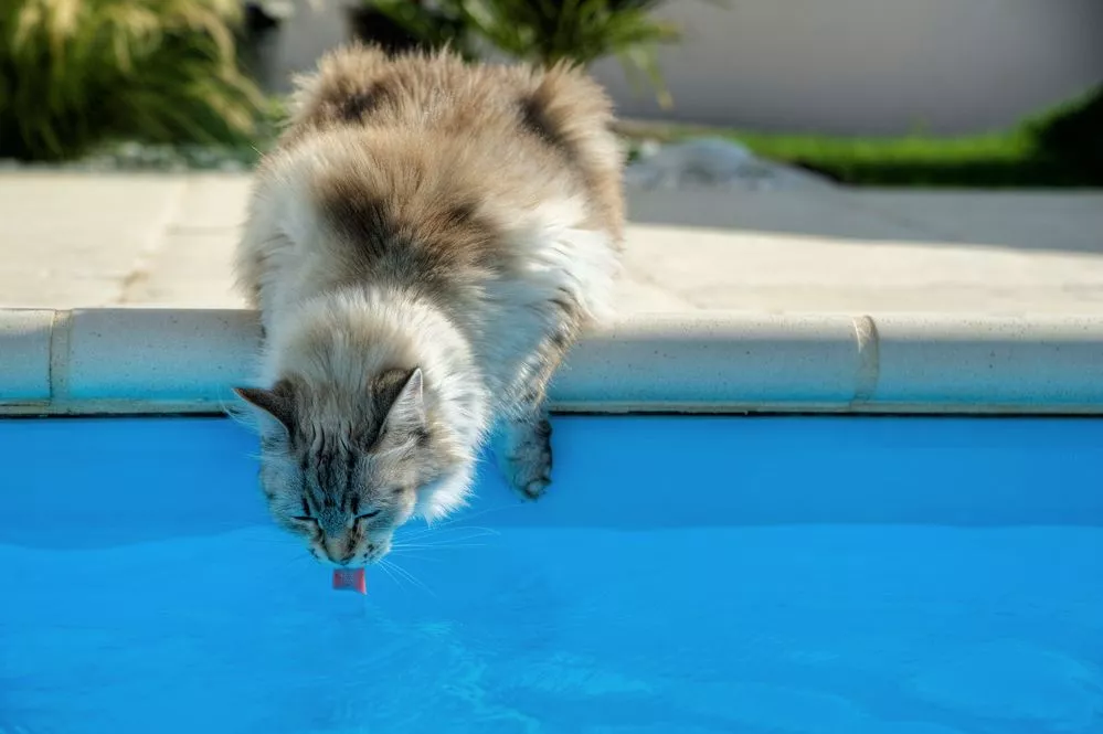 Can cats drink pool water