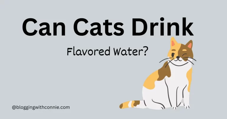 Can Cats Drink Flavored Water?