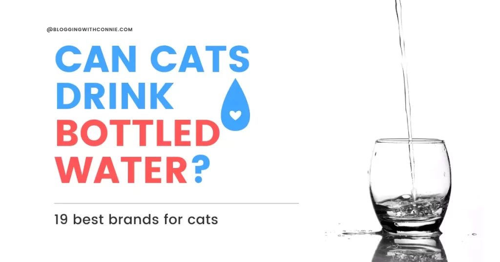 Can Cats Drink Bottled Water