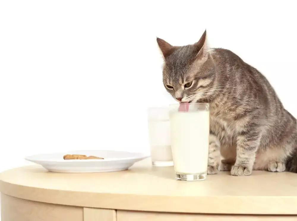 Cats Drink Boiled Milk