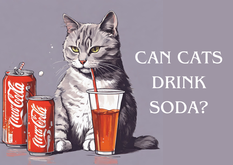Can Cats Drink Soda
