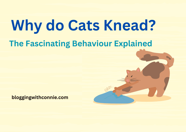 Why do Cats Knead? The Fascinating Behaviour Explained