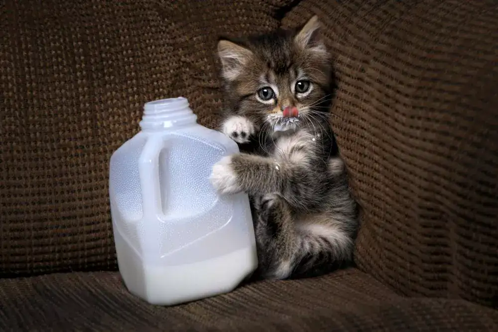 cat kitten drink almond milk kitten