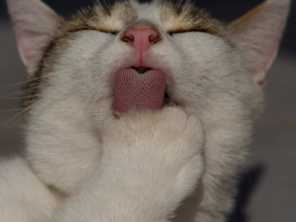 cats mouth and tongue