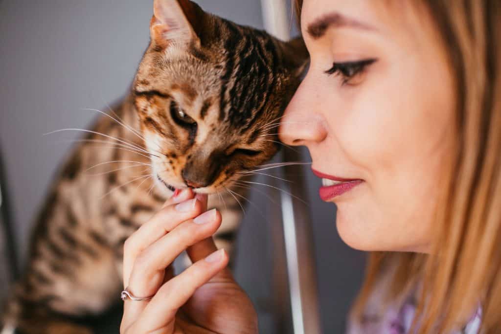 cat licking persons hand