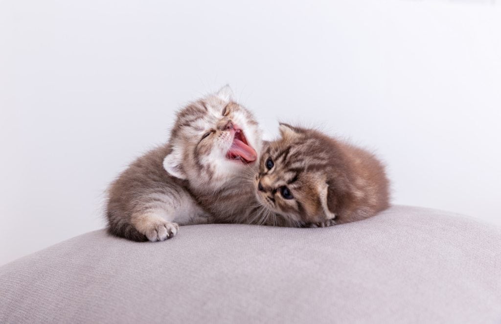 little kittens licking each other