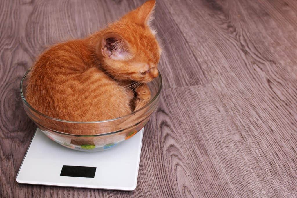 Small ginger kitten in a cup on scales