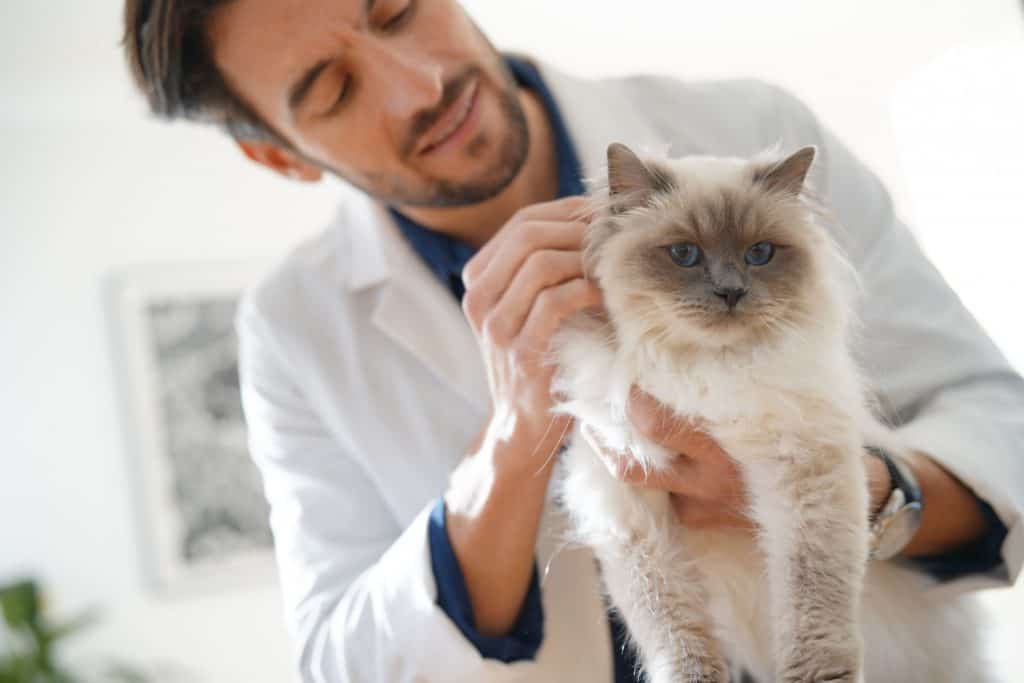 Handsome vet looking at beautiful cat in vetinarian clinic