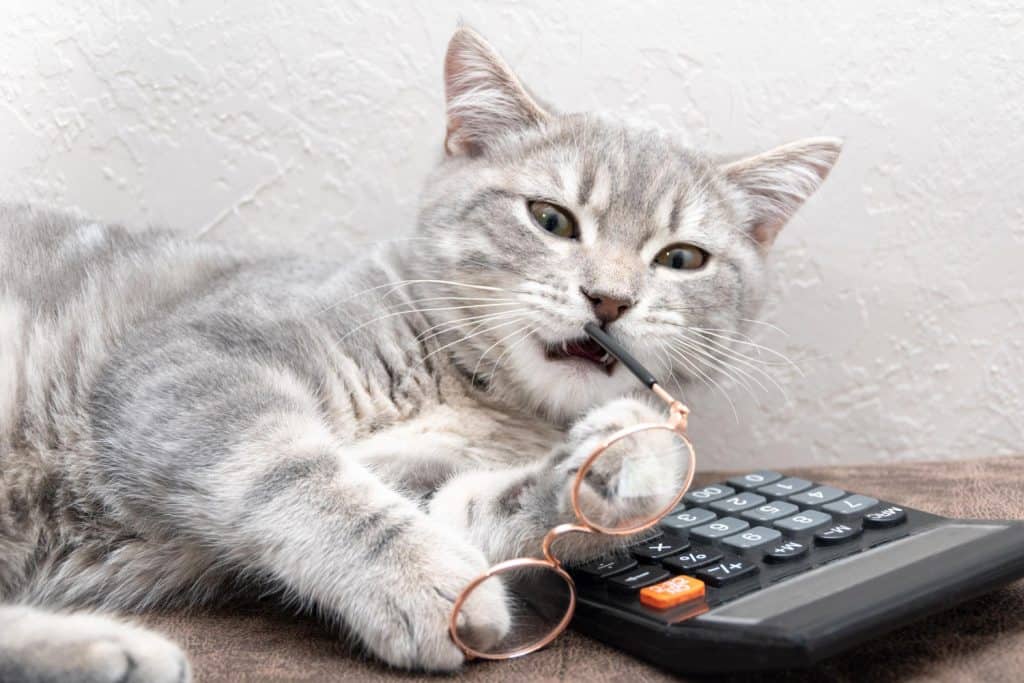 Funny cat gnawing glasses lying on the table next to the calculator in the office