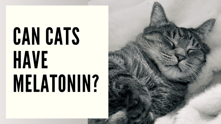 Can cats have melatonin?