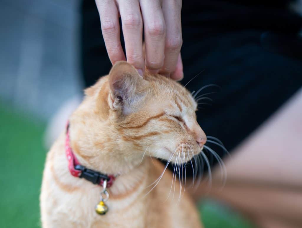 Flea collar on a cat