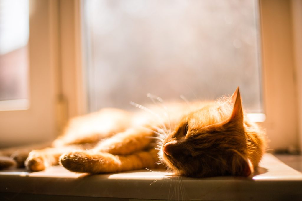 cat sunbathing
