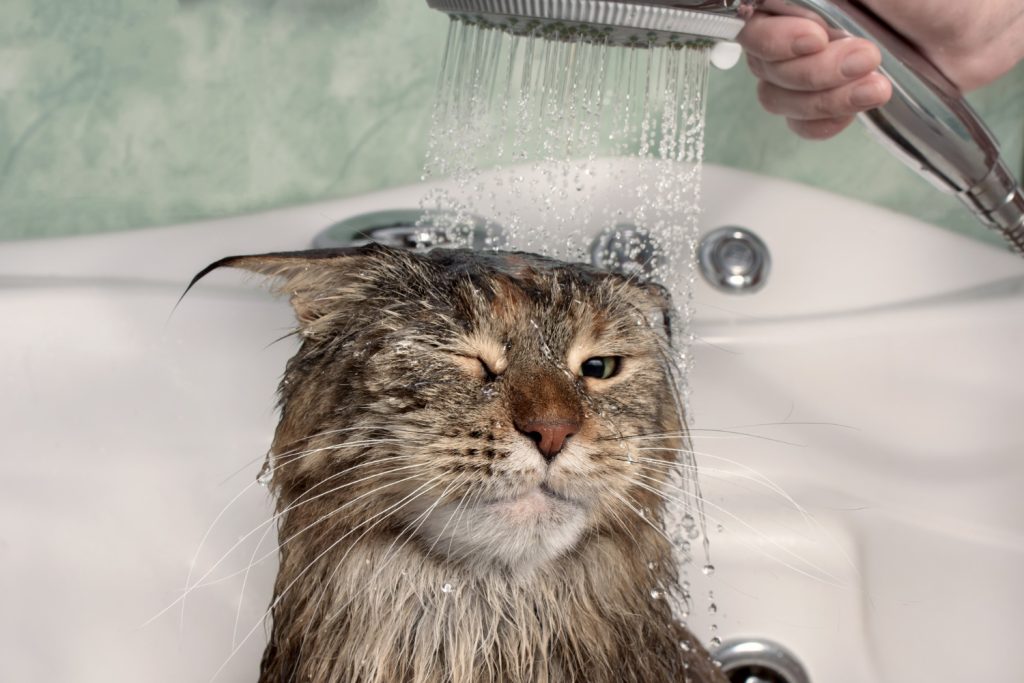 Don't get water on your cats face