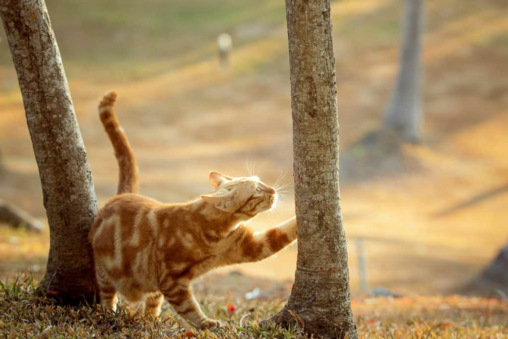 a cat exploring the things around him