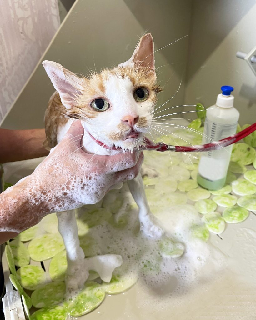  Wet, lather, and rinse your cat