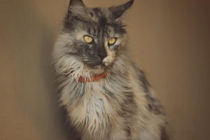 Maine Coon cat price