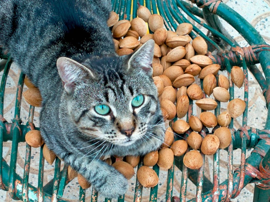 a cat on pistachios 