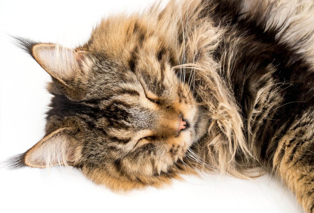 a cute Maine Coon cat laying on the floor