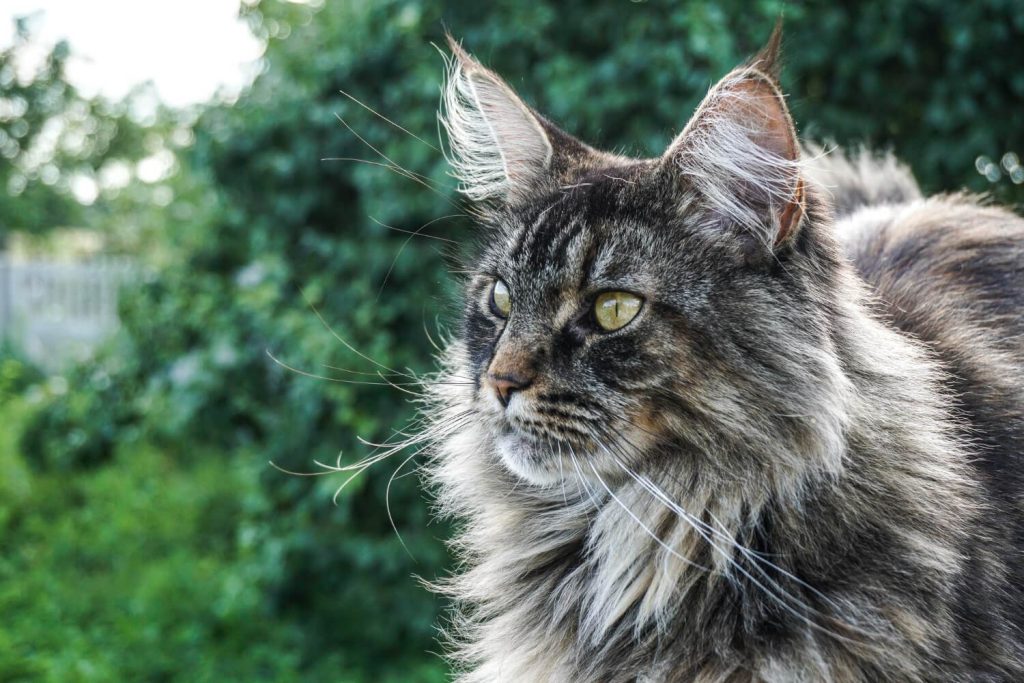 a Maine coon in nature