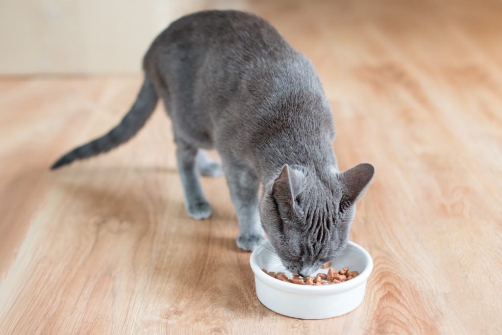 an adult cat eating fancy feast canned food
