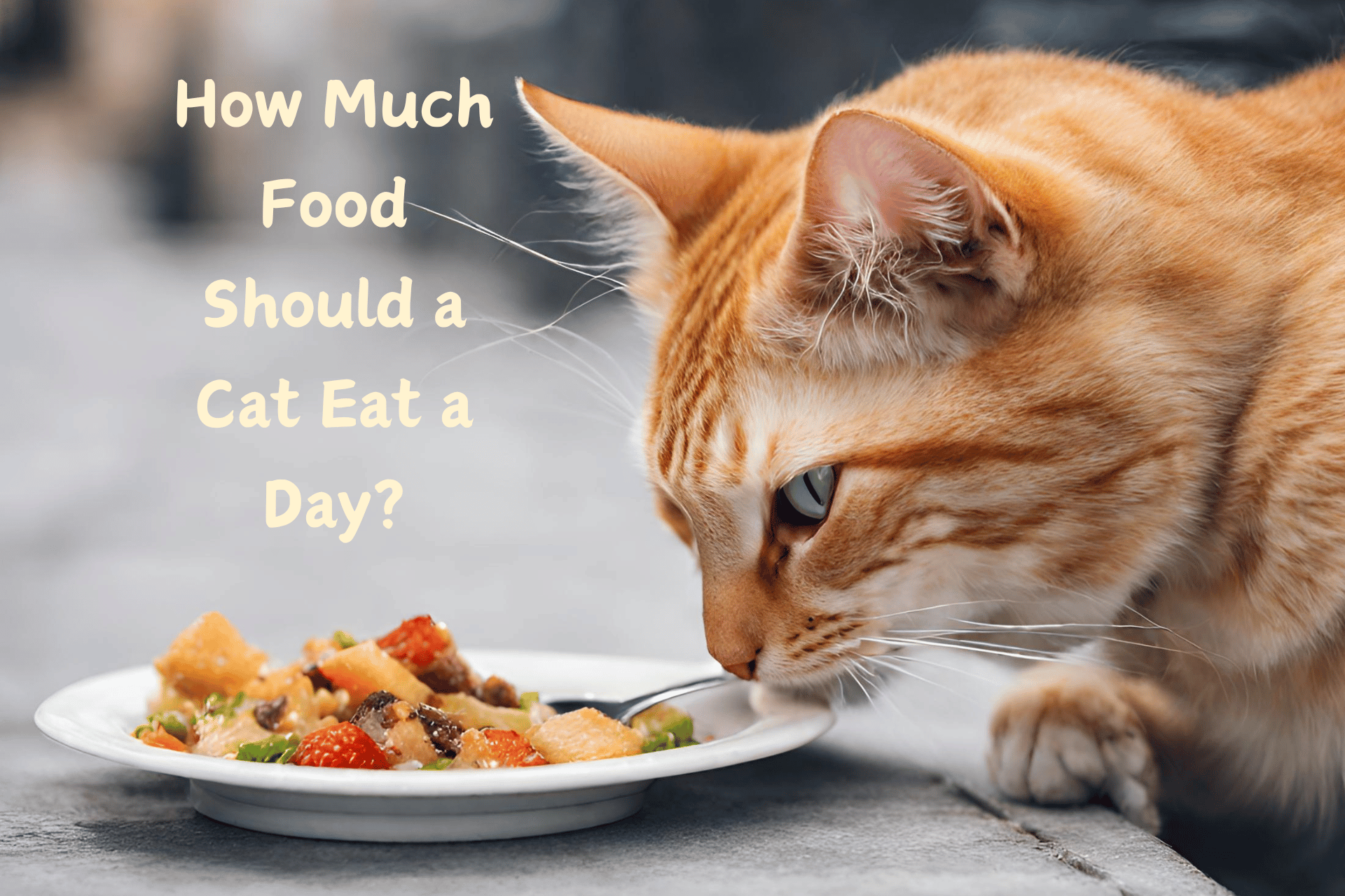 A cat food guide