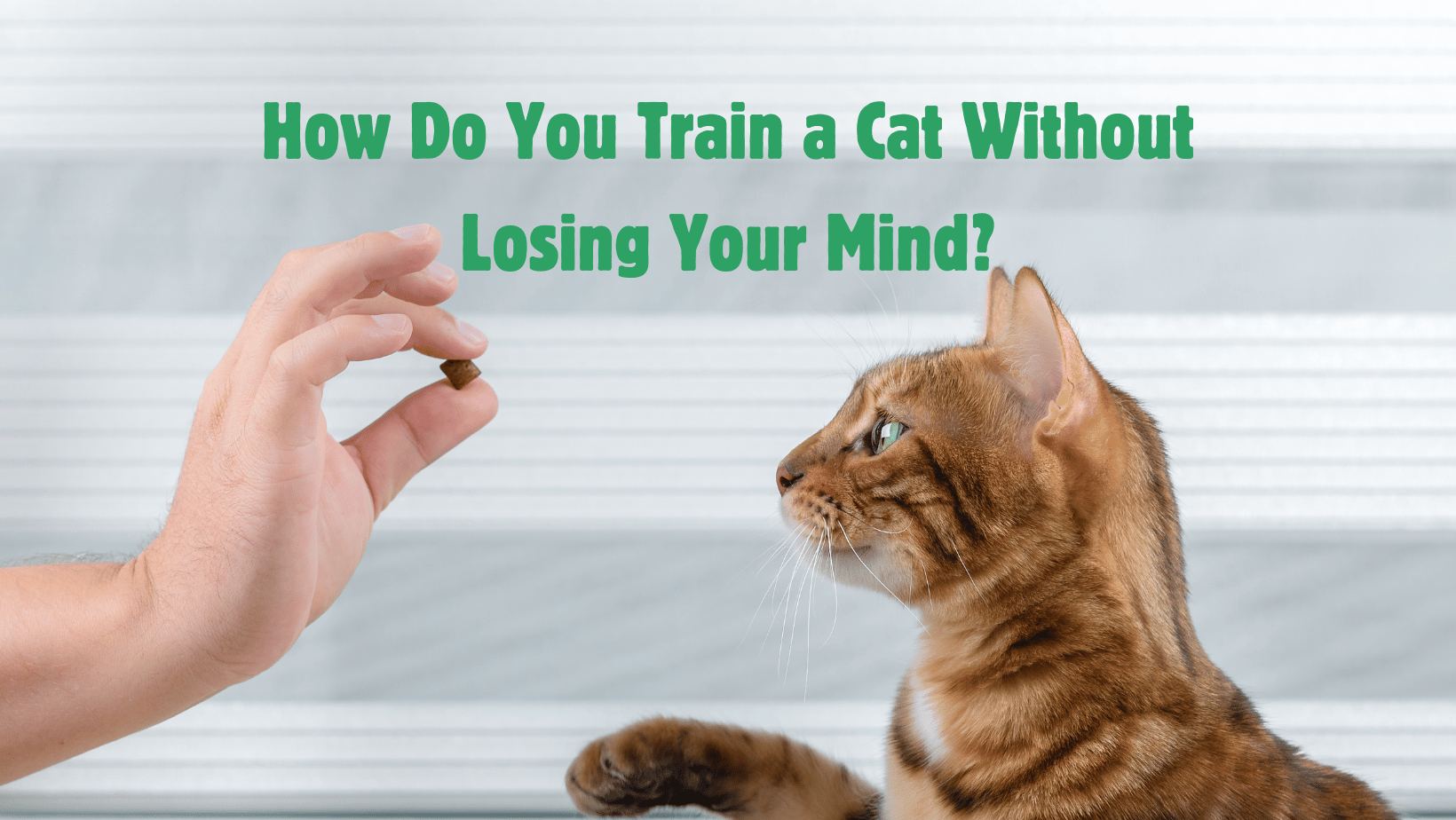 How do you train a cat