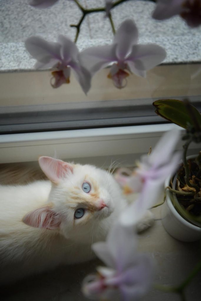 a cat and an orchid
