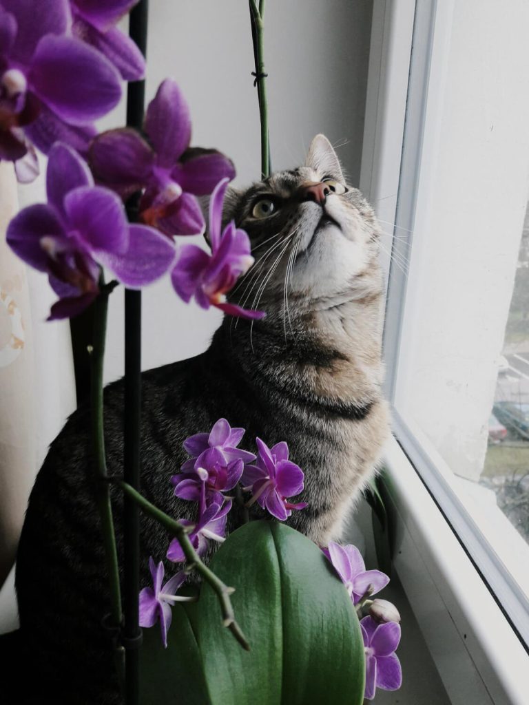 a cat looking at the orchid