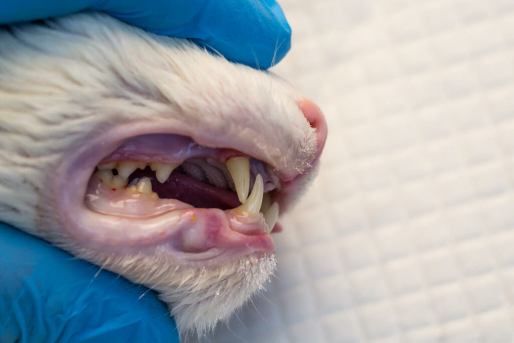 a look at cats teeth