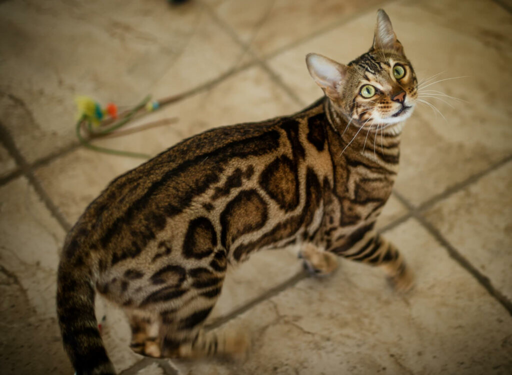 a showcase of the Bengal tabby cat body