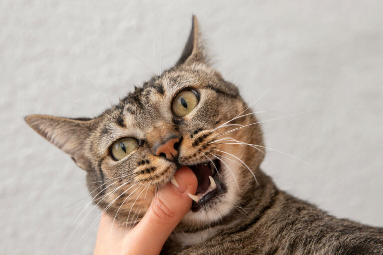 a cat biting a persons hand visibly showing its teeth