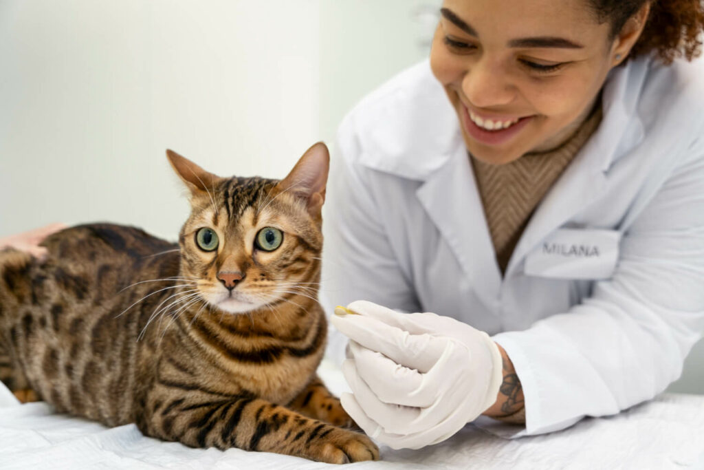 a cat at the vet