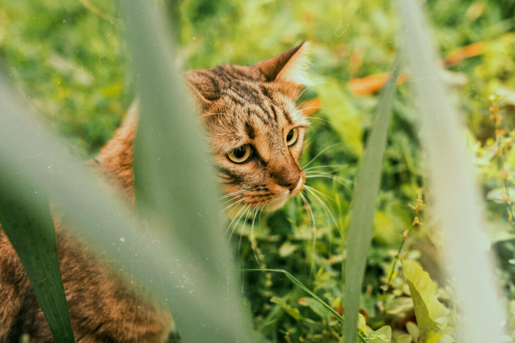 Health Effects of Matcha on Cats