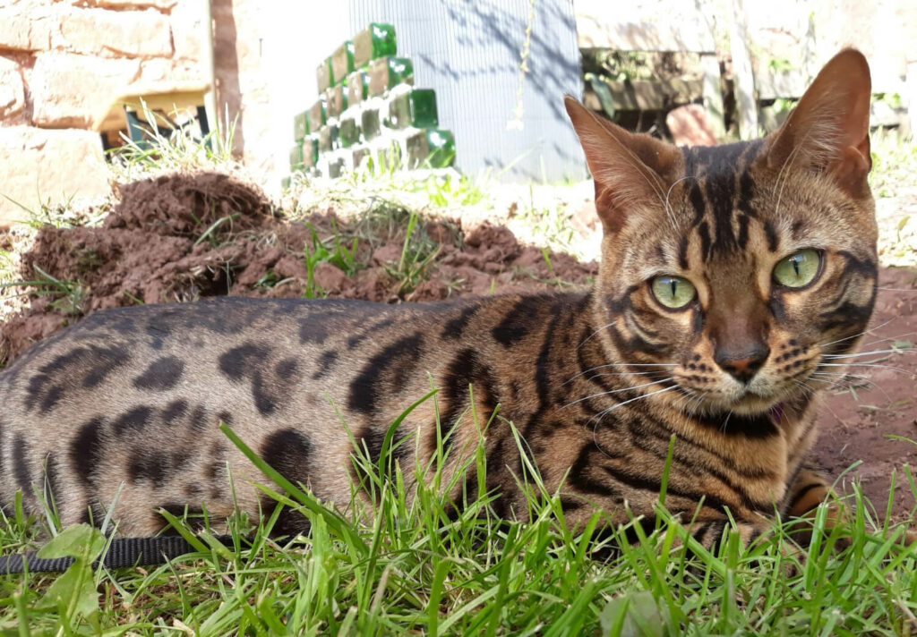 a beautiful bengal tabby cat