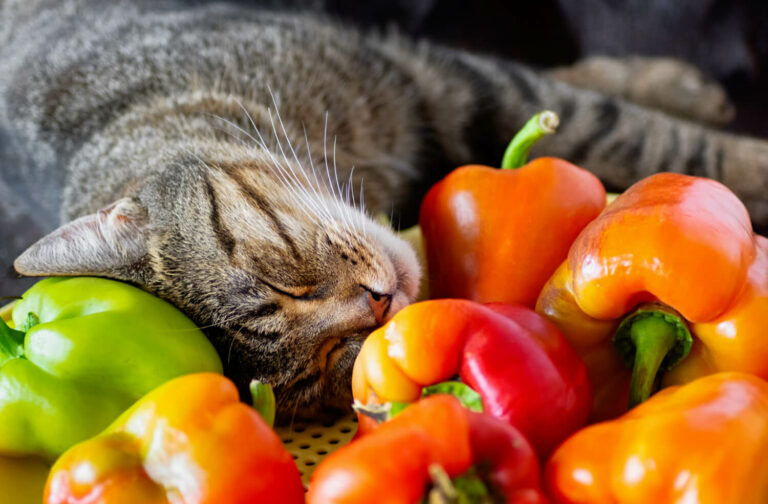 Is Paprika Bad for Cats?